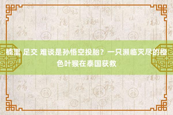 楠里 足交 难谈是孙悟空投胎？一只濒临灭尽的橙色叶猴在泰国获救