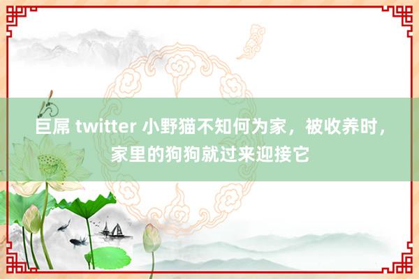 巨屌 twitter 小野猫不知何为家，被收养时，家里的狗狗就过来迎接它