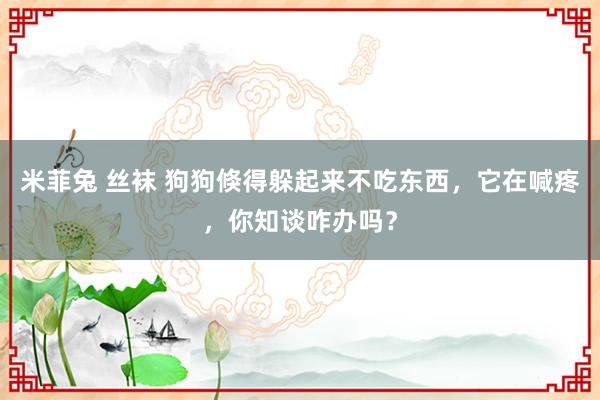 米菲兔 丝袜 狗狗倏得躲起来不吃东西，它在喊疼，你知谈咋办吗？